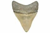 Serrated, Fossil Megalodon Tooth - North Carolina #358934-1